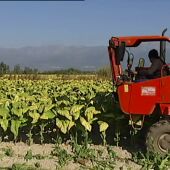 Producción de hoja de tabaco en Cáceres
