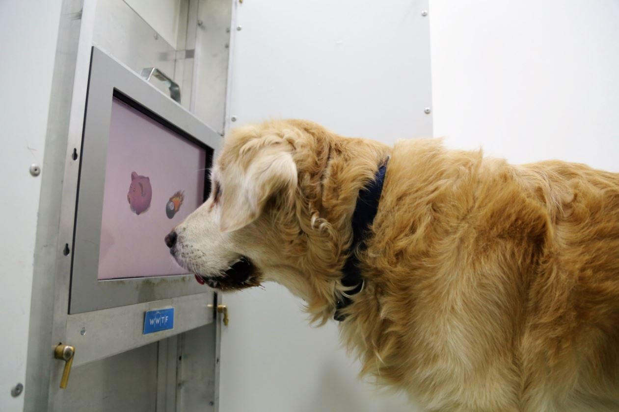 Veterinario de Cabecera 10/01/2023 Veterinario de Cabecera 10/01/2023