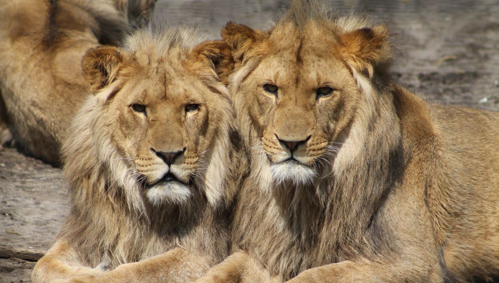 Varios leones matan a un supuesto cazador furtivo en Sudáfrica y dejan su  cuerpo inidentificable | Onda Cero Radio