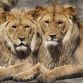 Imagen de archivo de dos leones