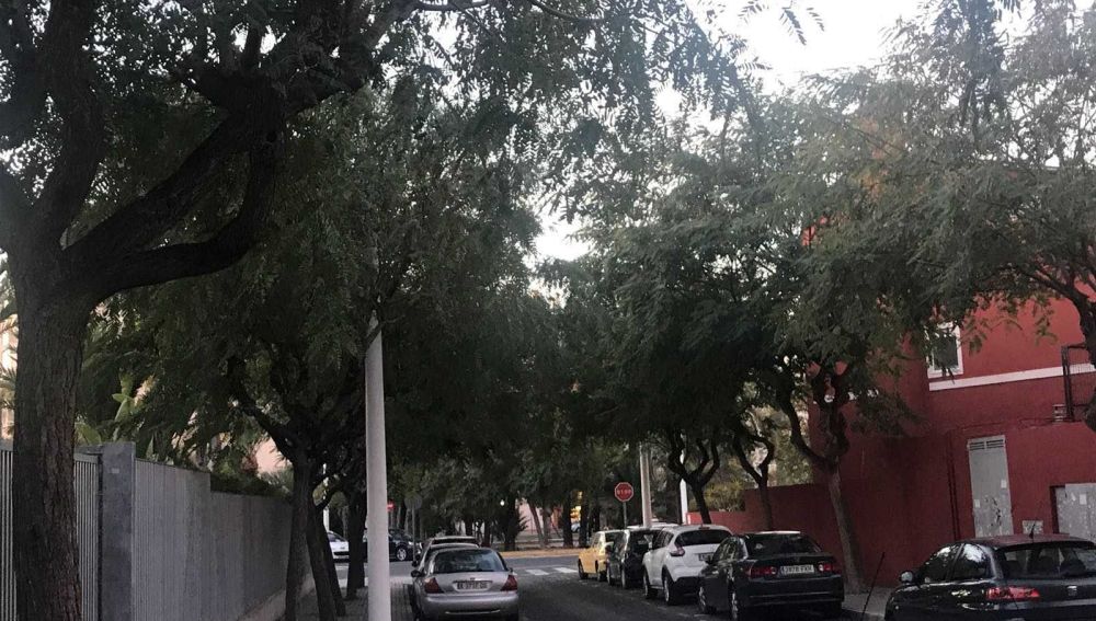 Árboles que precisan poda en la calle Pediatra Andrés Bru Ibarra