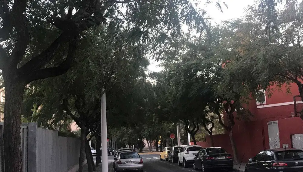 Árboles que precisan poda en la calle Pediatra Andrés Bru Ibarra Árboles que precisan poda en la calle Pediatra Andrés Bru Ibarra
