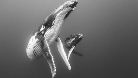 Dos ballenas jorobadas Dos ballenas jorobadas