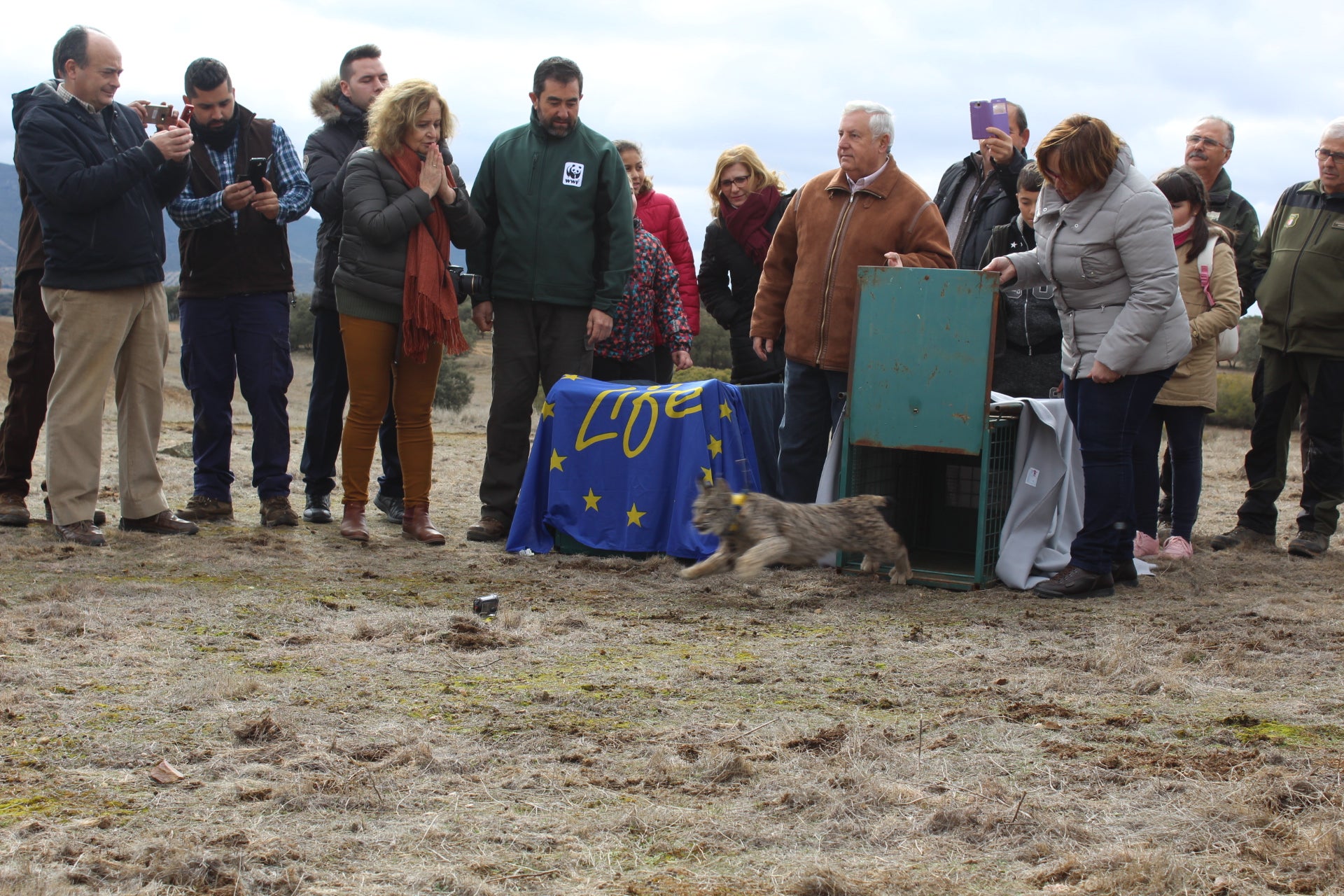 "Opio" y "Oveja", nuevos linces en la provincia de Ciudad Real "Opio" y "Oveja", nuevos linces en la provincia de Ciudad Real