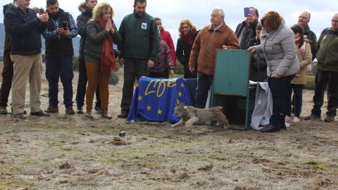 Dos nuevos linces en la provincia de Ciudad Real