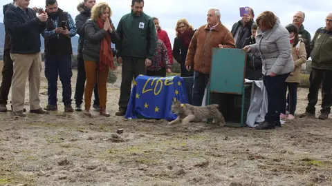 Dos nuevos linces en la provincia de Ciudad Real Dos nuevos linces en la provincia de Ciudad Real