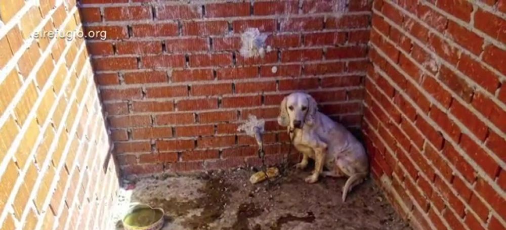 Consejos para adoptar un perro que ha sufrido maltrato Consejos para adoptar un perro que ha sufrido maltrato