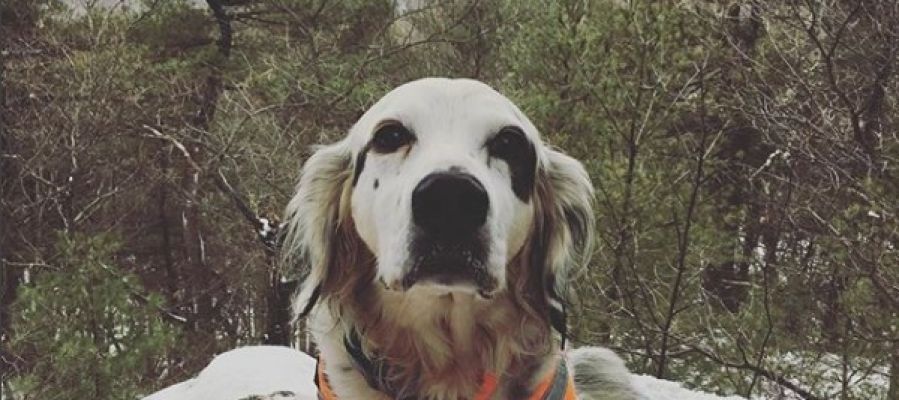 Pete, el perro que se ha convertido en todo un héroe Pete, el perro que se ha convertido en todo un héroe