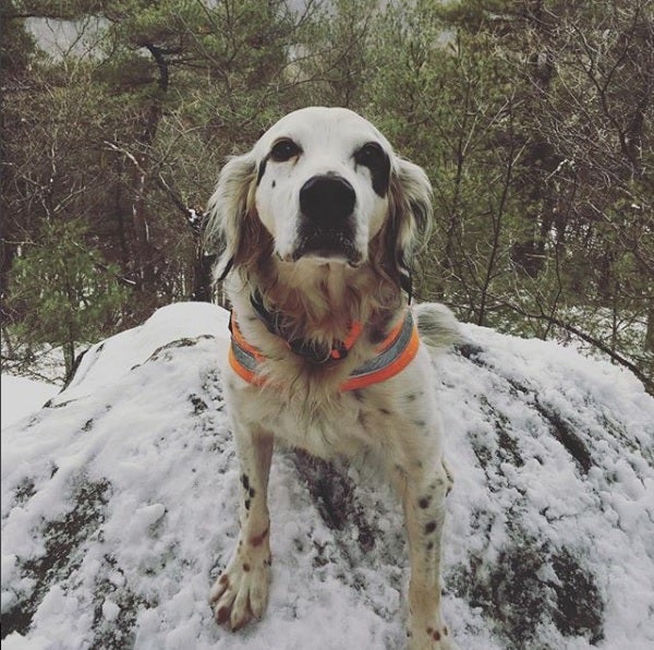 Un perro muere protegiendo a sus dueños del ataque de un oso en Nueva Jersey Un perro muere protegiendo a sus dueños del ataque de un oso en Nueva Jersey