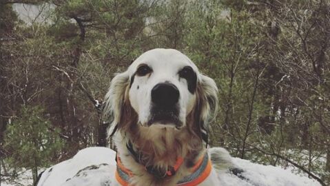 Pete, el perro que se ha convertido en todo un h&eacute;roe