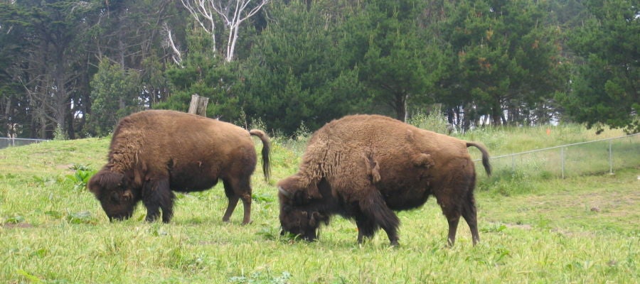 bisonte bisonte