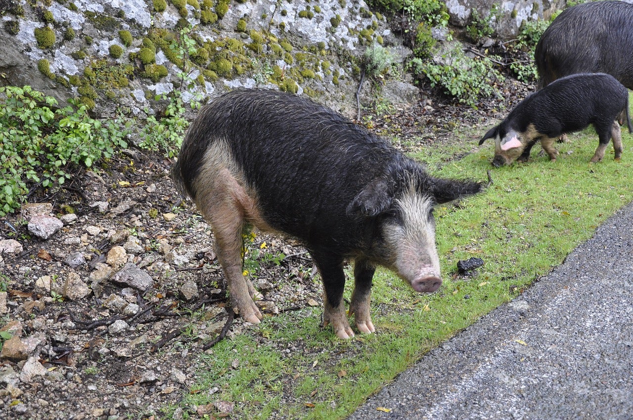 Conselleria cede ante las protestas de los cazadores y autoriza más días para la caza de jabalís en Castellón Conselleria cede ante las protestas de los cazadores y autoriza más días para la caza de jabalís en Castellón