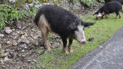 Jabal&iacute;es cerca de la carretera