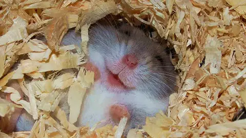 hamster6.jpg hamster6