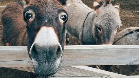BURROS BURROS