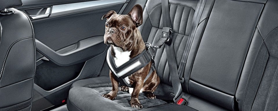 Cuando vayas en coche con tu perro o gato, asegúrate de llevarlo de forma segura Cuando vayas en coche con tu perro o gato, asegúrate de llevarlo de forma segura