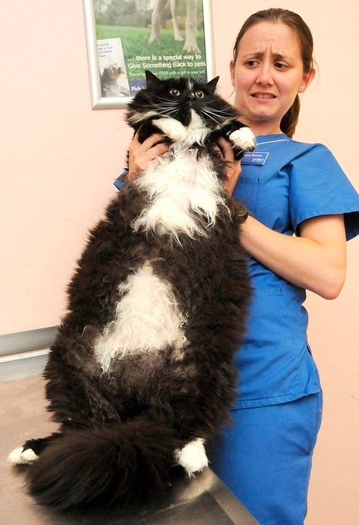¿Cómo saber si mi gato tiene sobrepeso? ¿Cómo saber si mi gato tiene sobrepeso?