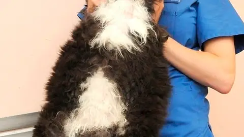 gatogordo.jpg Liopardo