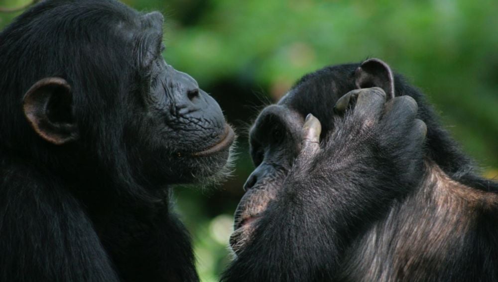 Bonobos y chimpances son capaces de entenderse con gestos