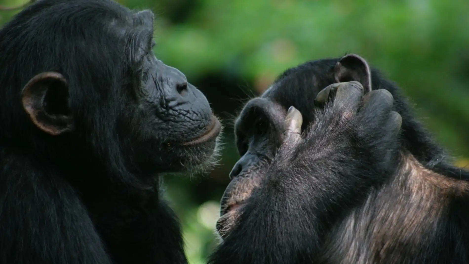 Bonobos y chimpances son capaces de entenderse con gestos