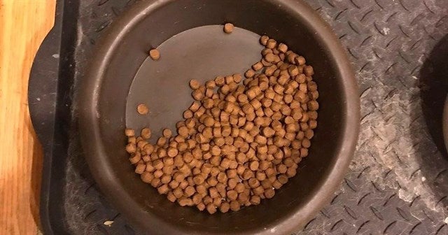 ¿Cómo hacer que mi perro se coma su pienso? ¿Cómo hacer que mi perro se coma su pienso?