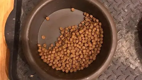 perroscomidada.jpg perroscomidada