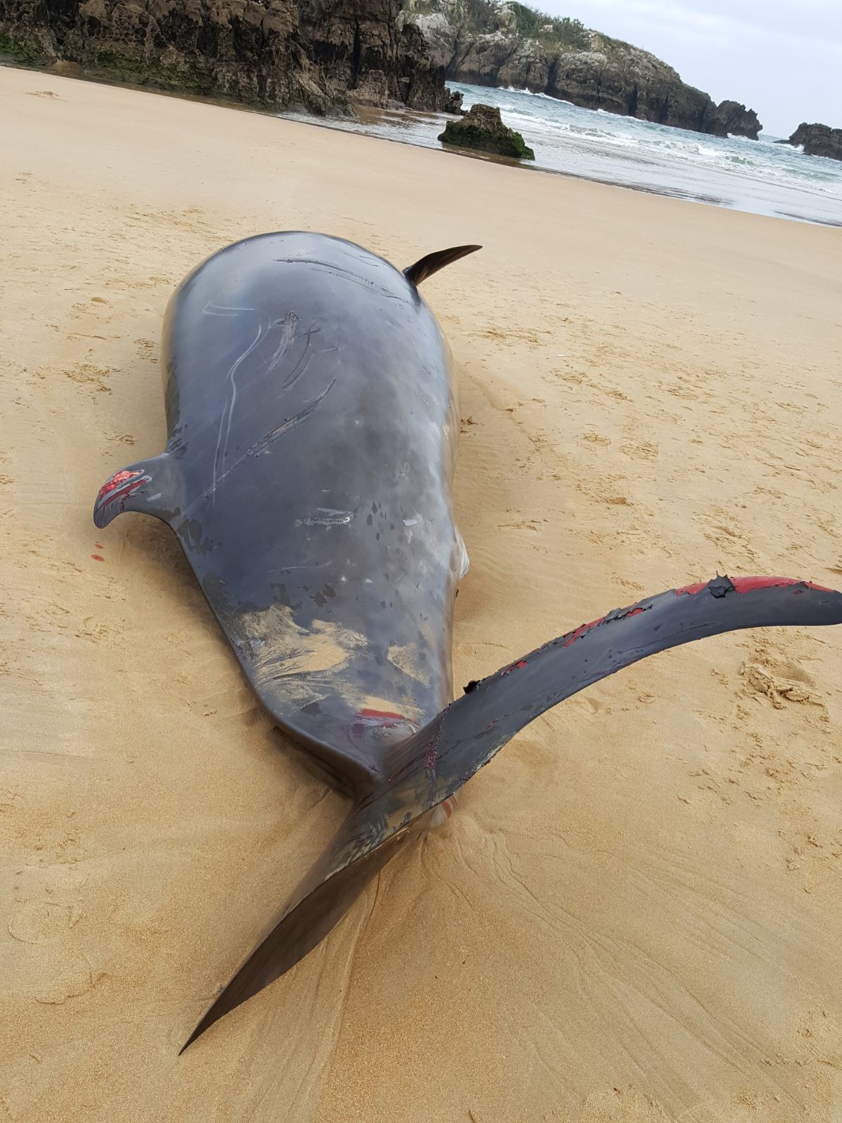 Aparece muerto un zifio de más de cinco metros en la playa de Ris Aparece muerto un zifio de más de cinco metros en la playa de Ris