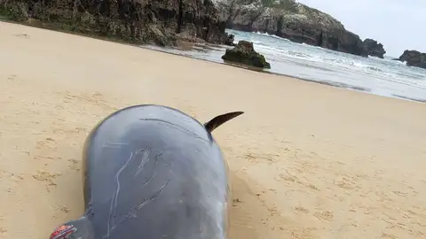 Aparece muerto un zifio de más de cinco metros en la playa de Ris (Noja) En Noja