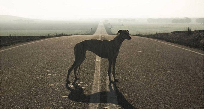 Verdes Equo recurre la resolución de la Junta que permite enterrar en el campo a los perros de caza Verdes Equo recurre la resolución de la Junta que permite enterrar en el campo a los perros de caza