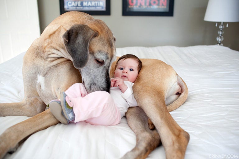 ¿Cuándo incorporar un perro a nuestra familia: durante o después del embarazo? ¿Cuándo incorporar un perro a nuestra familia: durante o después del embarazo?