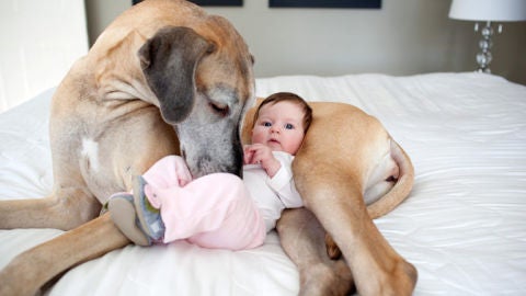 Perro y beb&eacute;