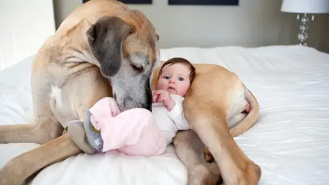 Perro y bebé Perro y bebé