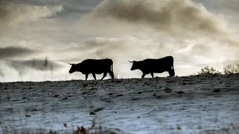 Dos vacas caminan sobre un paisaje nevado