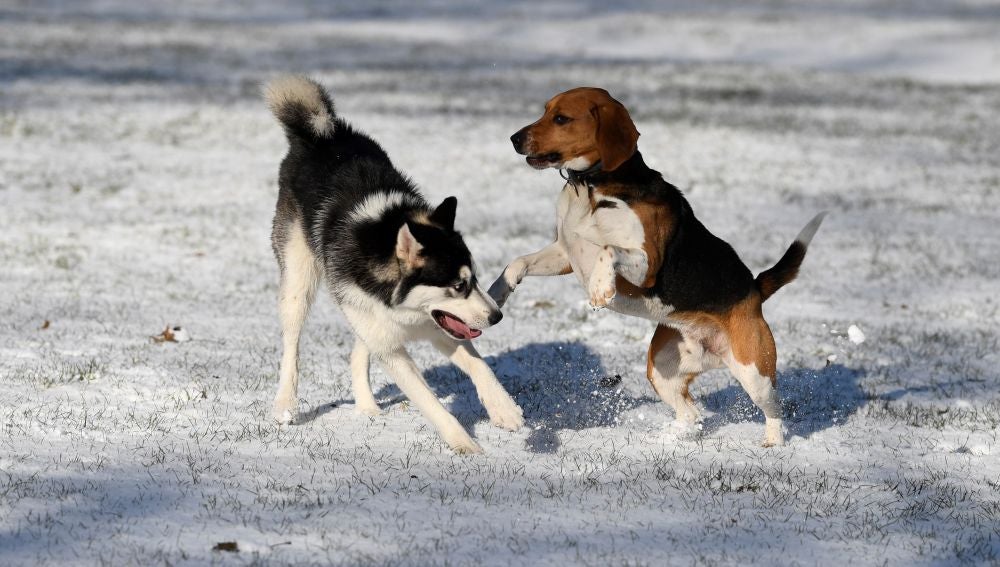 Imagen de archivo de dos perros enfrentados