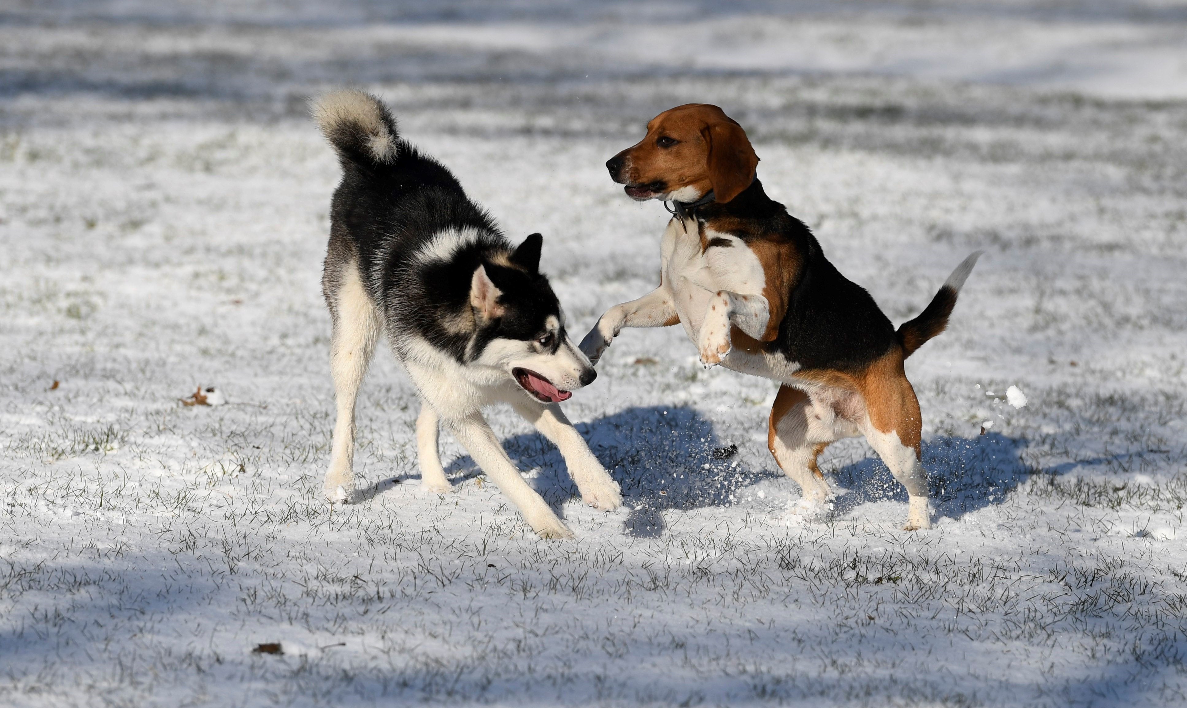 Condenado a nueve meses de cárcel un hombre acusado de maltratar al perro de su vecino en Avilés Condenado a nueve meses de cárcel un hombre acusado de maltratar al perro de su vecino en Avilés