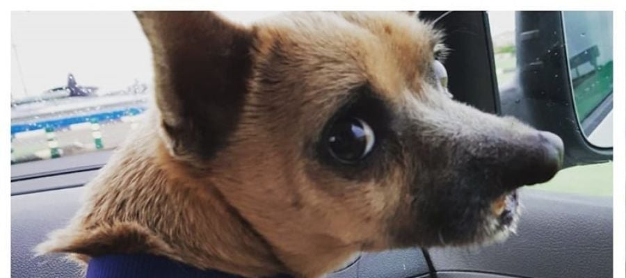 Lucky, el perro operado en Valencia Lucky, el perro operado en Valencia
