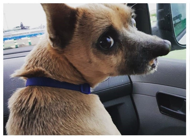 Reconstruyen la boca a un perro abandonado en Valencia que no podía comer Reconstruyen la boca a un perro abandonado en Valencia que no podía comer