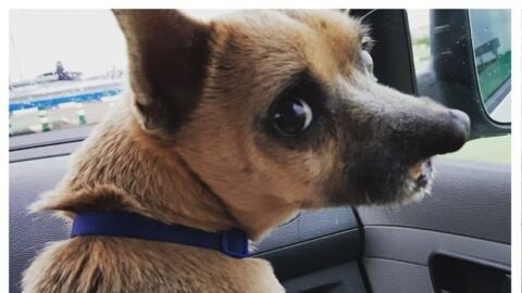 Lucky, el perro operado en Valencia