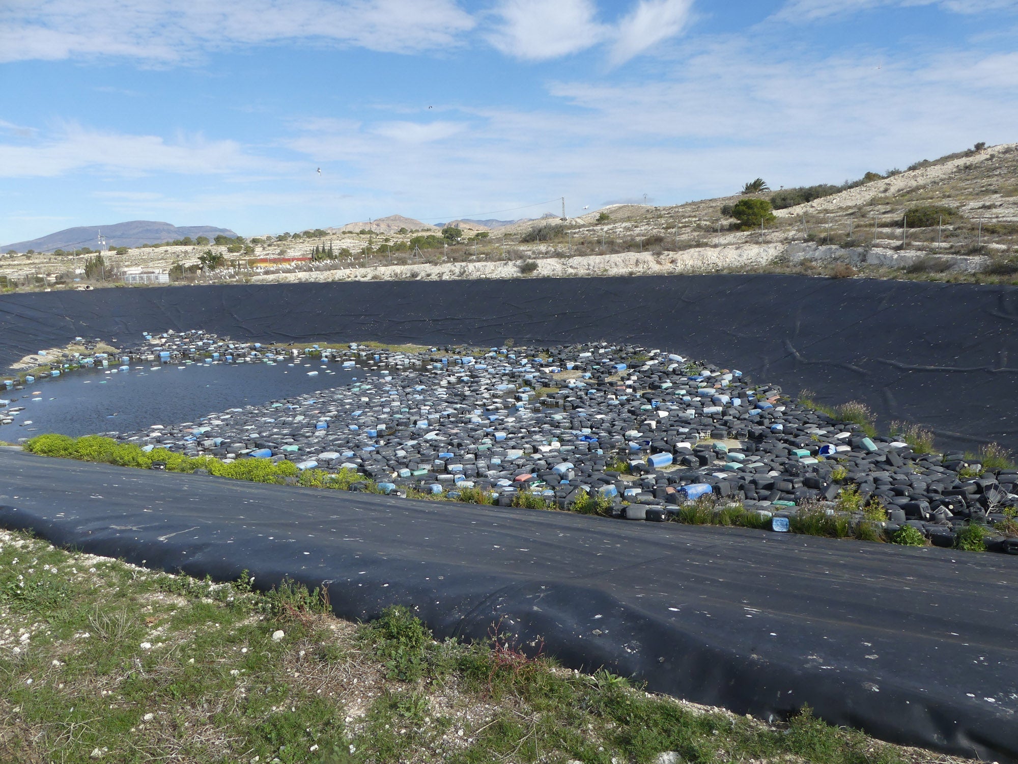Amigos de los Humedales del Sur de Alicante denuncia al SEPRONA el abandono de centenares de bidones en una balsa de riego Amigos de los Humedales del Sur de Alicante denuncia al SEPRONA el abandono de centenares de bidones en una balsa de riego