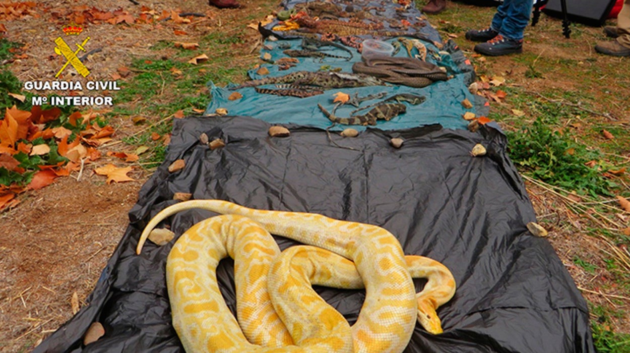 600 animales intervenidos y nueve detenidos de una red de tráfico de reptiles 600 animales intervenidos y nueve detenidos de una red de tráfico de reptiles