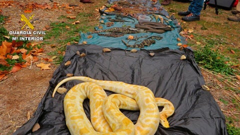 600 animales intervenidos y nueve detenidos de una red de tr&aacute;fico de reptiles