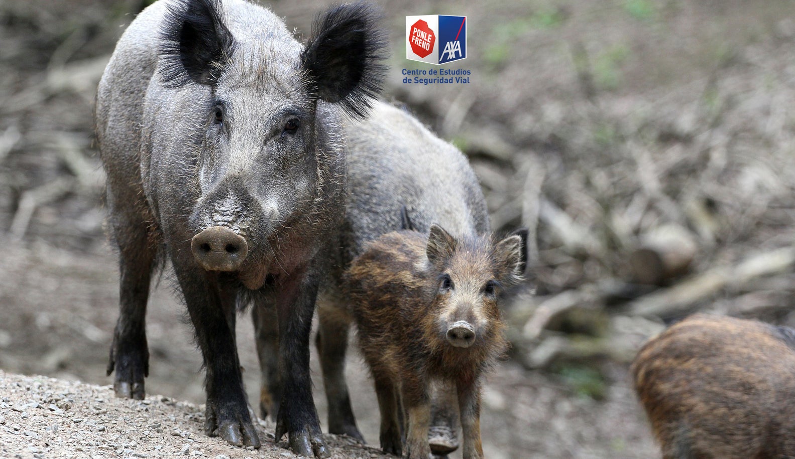 Colas de hasta 10 kilómetros a primera hora de la mañana en la AP 9 por un accidente en cadena Colas de hasta 10 kilómetros a primera hora de la mañana en la AP 9 por un accidente en cadena