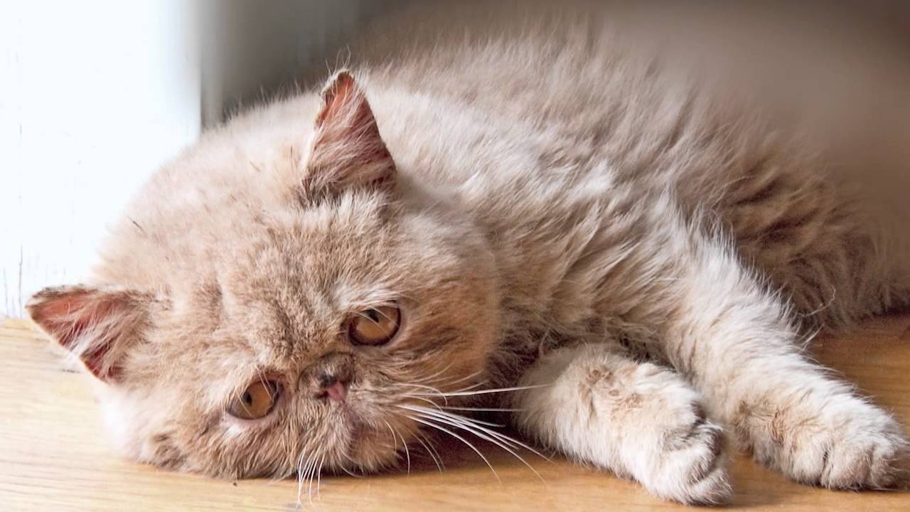 ¿Puede un gato echar de menos a su compañero fallecido? ¿Puede un gato echar de menos a su compañero fallecido?