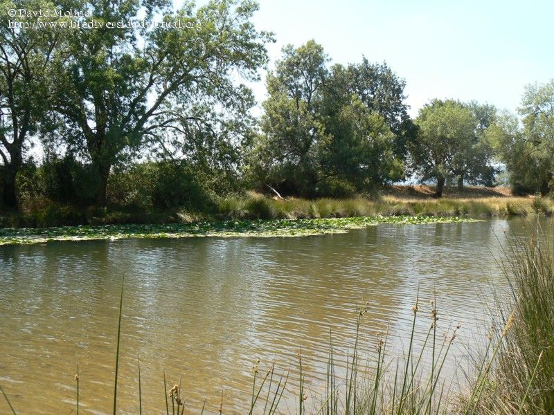 Alegría en El Robledo por la llegada del agua al cauce del río Bullaque Alegría en El Robledo por la llegada del agua al cauce del río Bullaque