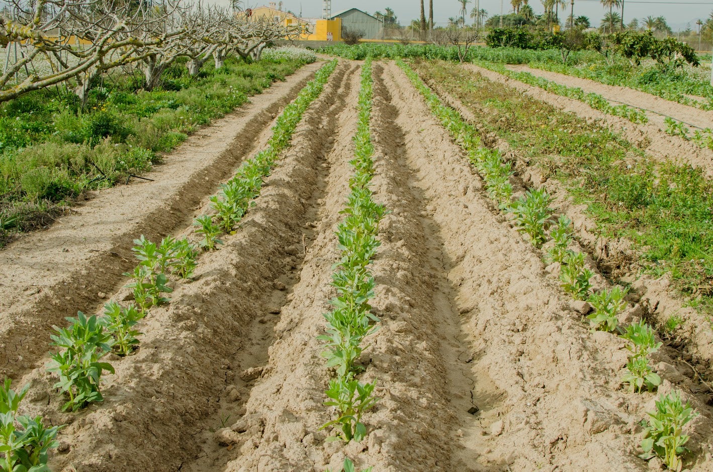 ASAJA Elche programa una jornada para hablar del futuro y potencialidades del Camp d’Elx ASAJA Elche programa una jornada para hablar del futuro y potencialidades del Camp d’Elx