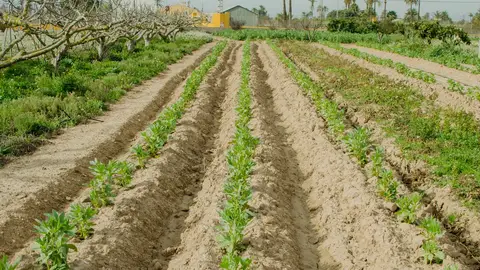Un cultivo ecológico en el Camp d'Elx, en una imagen de archivo Un cultivo ecológico en el Camp d'Elx, en una imagen de archivo
