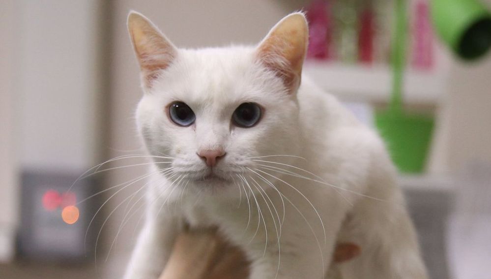 El gato sordo Aquiles, nombrado pronosticador Mundial Rusia Onda Cero Radio