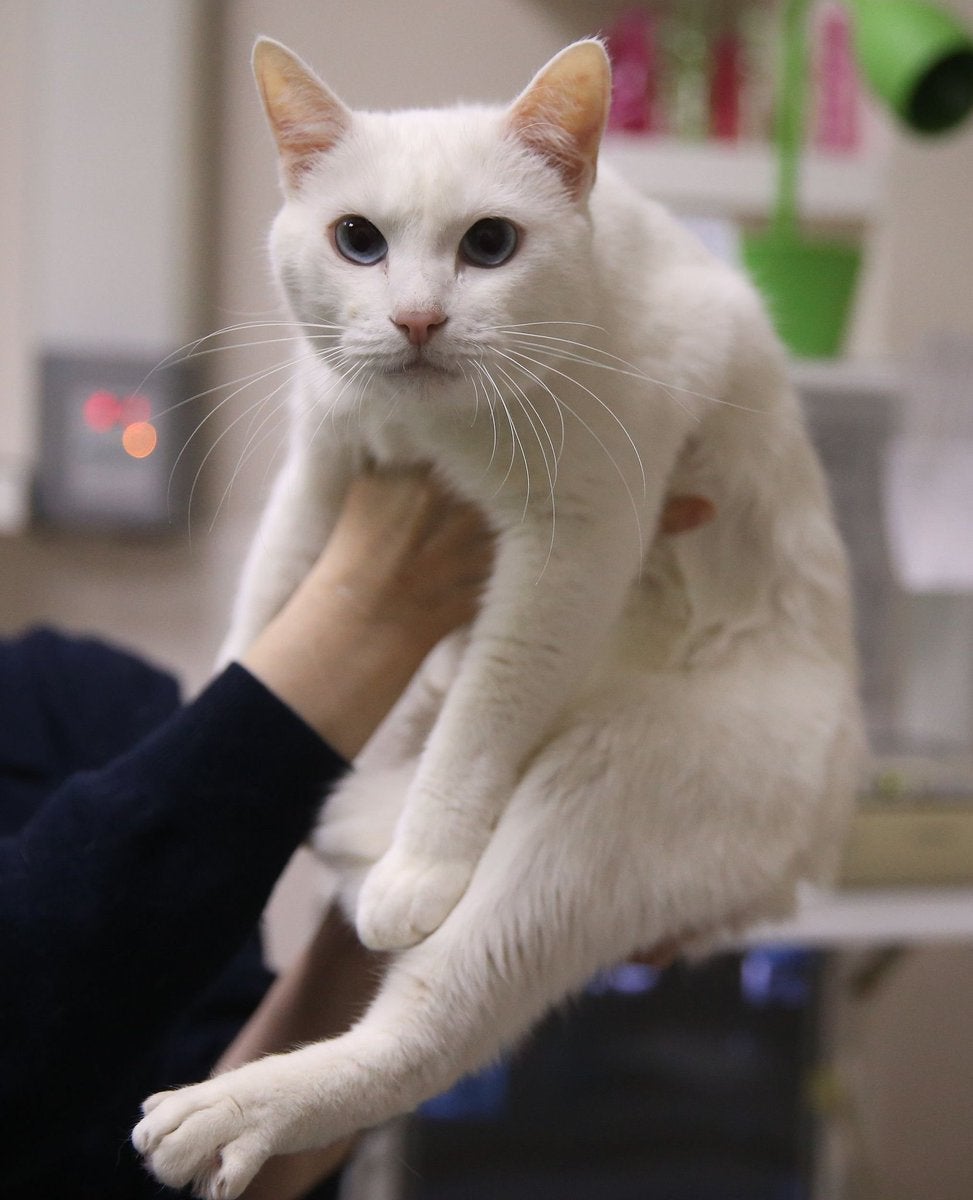 El gato sordo Aquiles, nombrado pronosticador del Mundial de Rusia El gato sordo Aquiles, nombrado pronosticador del Mundial de Rusia