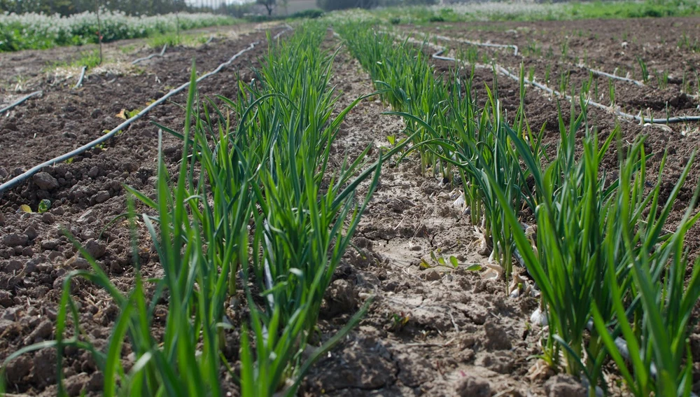 Cultivo ecológico en el Camp d'Elx Cultivo ecológico en el Camp d'Elx