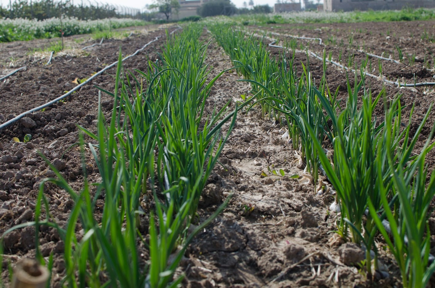 El Partido de Elche plantea crear una marca para los productos de la agricultura ilicitana El Partido de Elche plantea crear una marca para los productos de la agricultura ilicitana